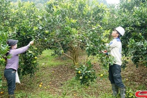 Phù Yên đẩy mạnh phát triển nông nghiệp hữu cơ