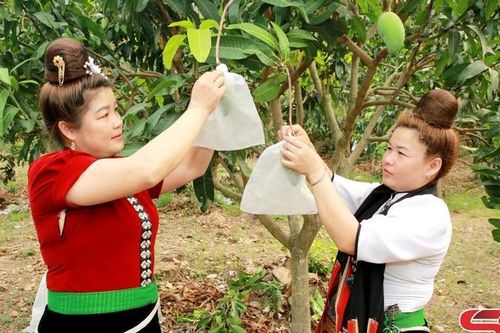 Chủ động phương án tiêu thụ, xuất khẩu nông sản