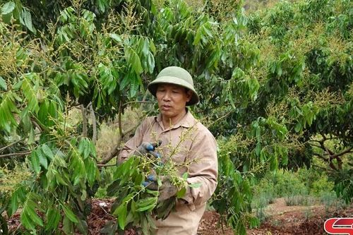 Chủ động các điều kiện phục vụ thu hoạch, chế biến, tiêu thụ nông sản