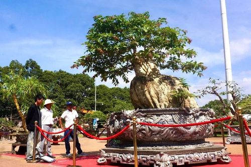 Sinh vật cảnh hội tụ giữa lòng TP. Buôn Ma Thuột