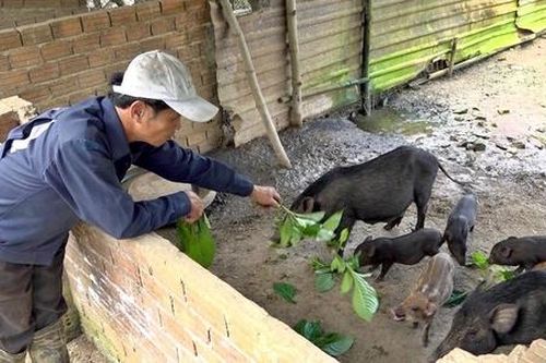 Liên kết nuôi heo đen bản địa, mở hướng thoát nghèo cho người dân Nam Giang
