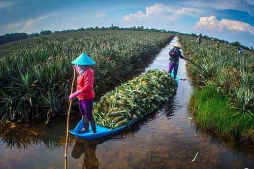 HTX trong công cuộc giảm nghèo bền vững ở Hậu Giang