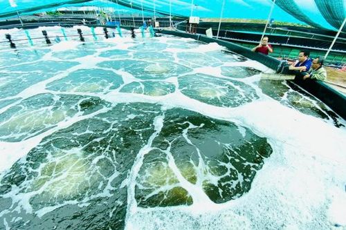 Sản xuất xanh trong ngành tôm
