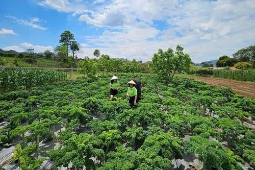 eHerbal và 'hành trình xanh' tại Mộc Châu: Từ dược liệu sạch đến sinh kế bền vững