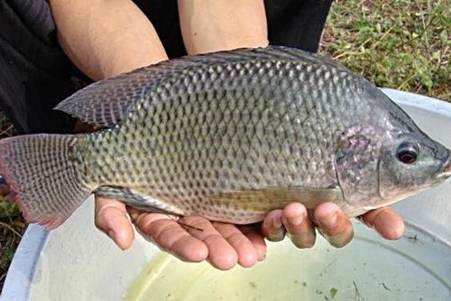 Lợi ích từ loại cá bình dân của Việt Nam được người Mỹ ưa chuộng