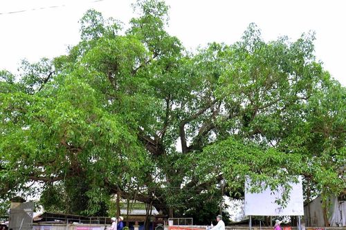 Cây đa chợ Láng - Biểu tượng văn hóa giữa vùng quê lúa của Nghệ An