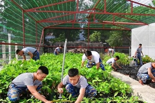Hành trình phủ xanh Trường Sa - sức sống nơi đảo xa 'ngày càng rạng rỡ'