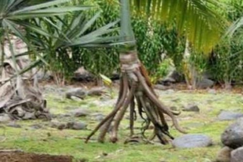 Bí ẩn loài cây biết 'đi bộ' duy nhất trên thế giới, bộ rễ như 'mọc chân'