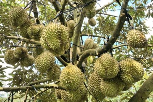 Vì sao sầu riêng lại được gọi là sầu riêng?
