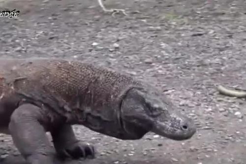 CLIP: Những pha săn mồi rùng rợn của 'sát thủ máu lạnh' rồng Komodo