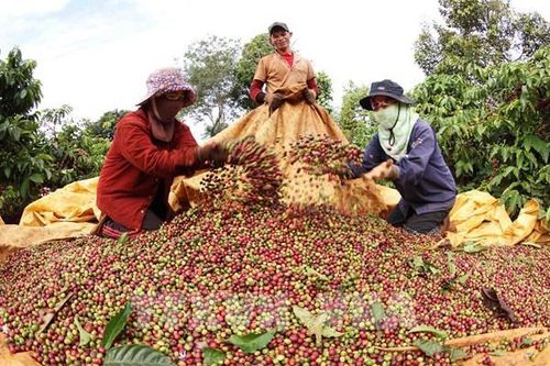 Khai mạc Gia Lai Coffee Festival 2025