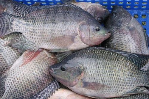 Loại cá ở Việt Nam xuất khẩu qua Mỹ đạt 19 triệu đô, tốt hơn cá hồi lại ngừa ung thư
