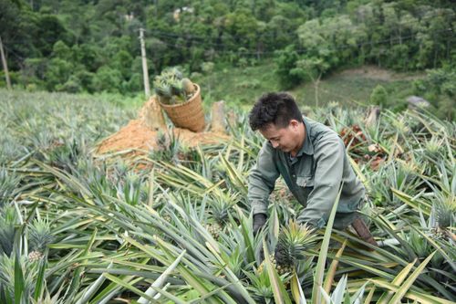 Tái cơ cấu nông nghiệp gắn với xây dựng nông thôn mới