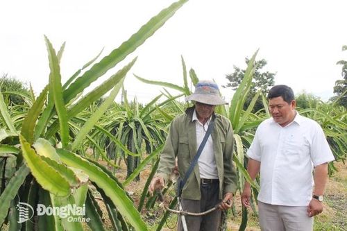 Bưng Cần bừng sáng
