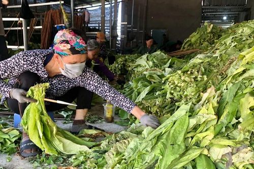Krông Pa: Nông dân phấn khởi vì thuốc lá được mùa, được giá