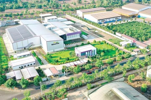 Chanh dây: Cơ hội vàng cho nông dân trong bối cảnh thị trường thế giới rộng mở