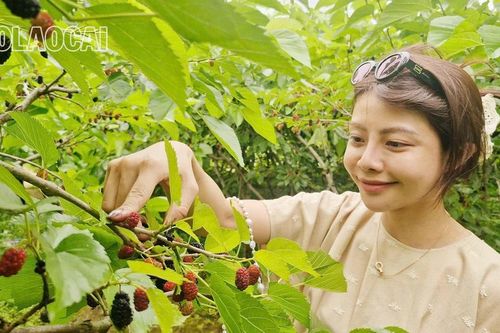 Trải nghiệm mùa quả chín trên 'cao nguyên trắng' Bắc Hà