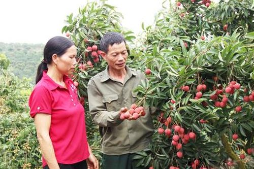'Thắp lửa' làm giàu từ những khu vườn bạc tỷ ở huyện vùng cao tỉnh Bắc Giang