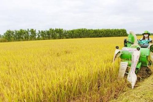 Nhân rộng mô hình HTX nông nghiệp ở nông thôn để xóa đói giảm nghèo bền vững