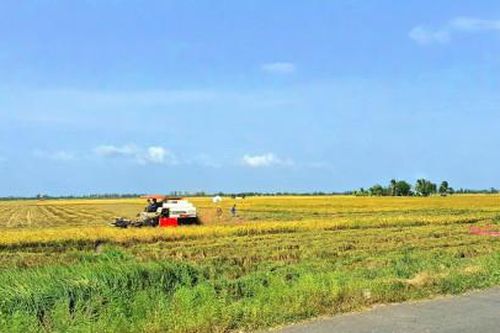 Cánh đồng ơi, tuổi thơ tôi…