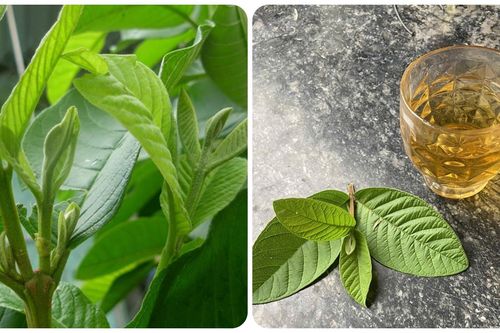 6 tác dụng thần kỳ của nước lá ổi với sức khỏe