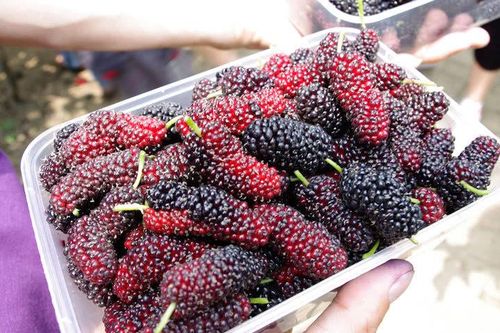 4 không khi mua dâu tằm để tránh chọn nhầm quả chua, hỏng, khô nước