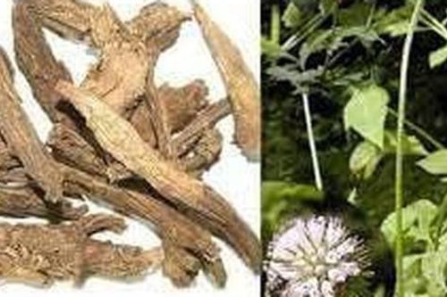 7 vị thuốc tốt cho người bị gãy xương