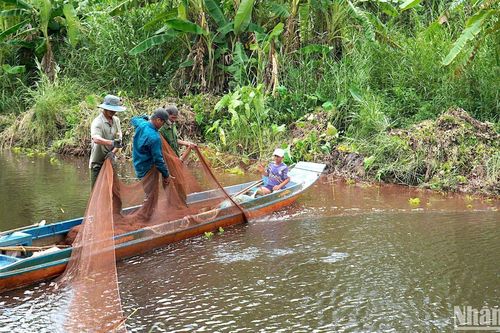 Trải nghiệm đi cầu khỉ, chụp đìa bắt cá ở miệt rừng U Minh Hạ