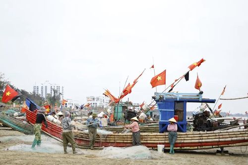 Ngư dân trúng mùa sứa muộn