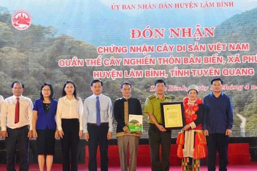 Quần thể cây nghiến ở Tuyên Quang được công nhận Cây di sản Việt Nam
