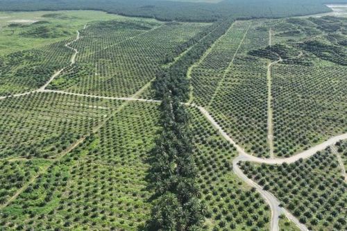 Những chú voi nhỏ nhất thế giới có nguy cơ tuyệt chủng sẽ được cứu
