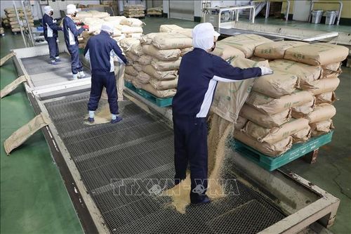 Thị trường nông sản: Giá gạo bán lẻ ở Nhật Bản chưa hạ nhiệt