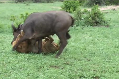 CLIP: Top 5 pha săn trâu rừng mãn nhãn của 'chúa tể đồng cỏ'