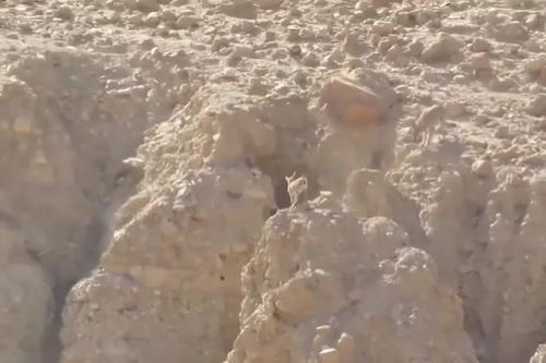 CLIP: Cuộc rượt đuổi nghẹt thở giữa chó sói và dê núi trên vách đá cheo leo