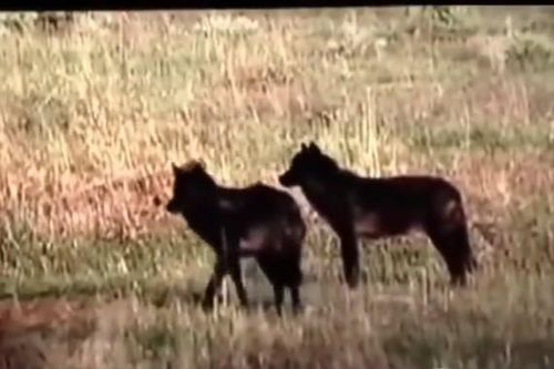 CLIP: Nai mẹ quên mình làm mồi nhử để cứu con khỏi nanh vuốt chó sói