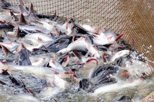 Doanh thu giảm, lãi ròng của Vĩnh Hoàn vẫn tăng 11%