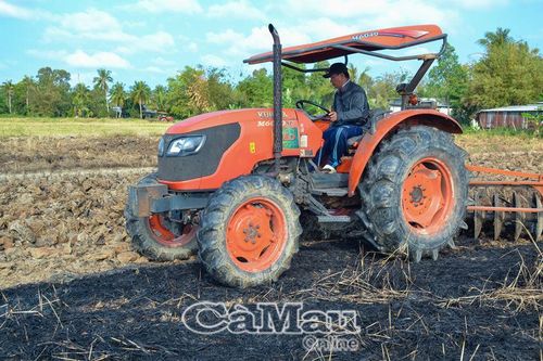 Hướng sản xuất lúa hè thu có lãi trên 30%