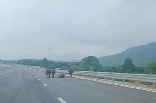 Đàn trâu nhởn nhơ đi lại trên cao tốc qua Hà Tĩnh