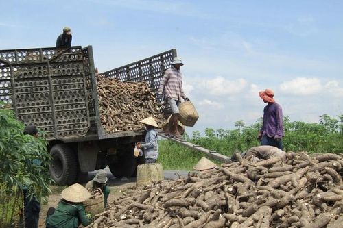 Củ sắn giá rẻ 'bèo', đem xuất khẩu thu gần 400 triệu USD một quý