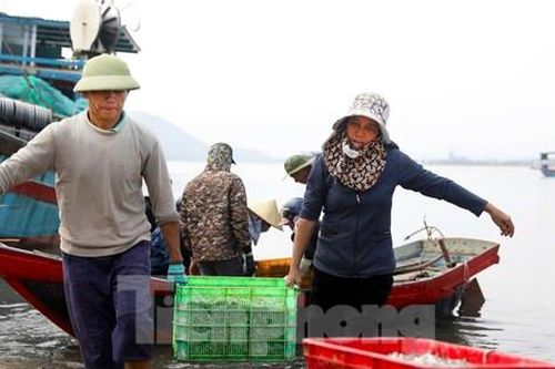 Hải sản tăng giá, ngư dân Hà Tĩnh ra khơi xuyên lễ