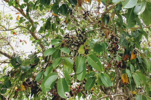 Quả đặc sản ở An Giang mọc chi chít, khách ăn đen răng vẫn lùng mua