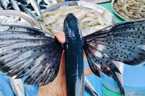 Loại cá đặc sản miền Trung biết bay, xưa giá rẻ như cho giờ được 'săn lùng'