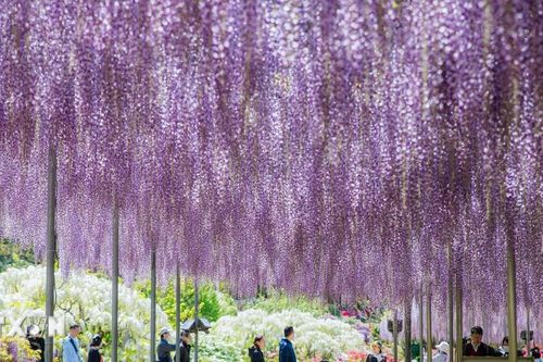 Nhật Bản: Đắm chìm trong thiên đường hoa tử đằng tại Tochigi