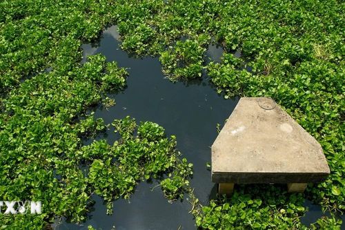 Tây Ninh: Người dân khốn đốn vì nước sông Vàm Cỏ Đông chuyển màu đen bất thường