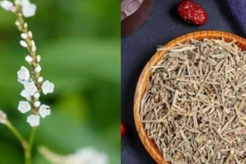 Người Việt biến lá rau dại thành 'lá vàng', hái đếm tiền không xuể