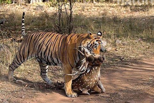 CLIP: Hổ dữ đoạt mạng hươu trong chớp mắt