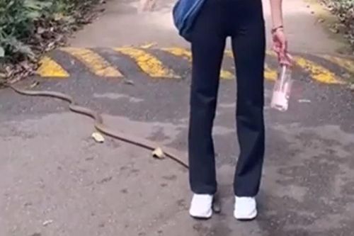 CLIP: Mải mê tạo dáng, cô gái bị rắn hổ chúa bò qua chân mà không hề hay biết nhưng cái kết mới gây 'sốc'
