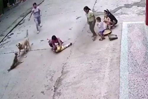 CLIP: Chó nhà dũng cảm cứu em bé khỏi bị chó lạ tấn công và kết cục mãn nhãn