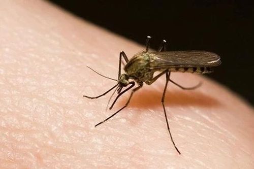 Tại sao trời tối đen mà muỗi vẫn tìm được người để đốt?