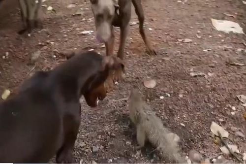 CLIP: Bị 3 chú chó nhà tấn công dữ dội, cầy Mangut nhận cái kết khiến ai cũng sửng sốt!